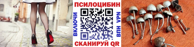 купить наркотики цена  Балей  Псилоцибиновые грибы Psilocybine cubensis 
